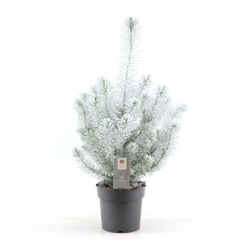 green-guardia-unsere-pflanzen-pinus-pinea-silver-crest-snow-50cm image 1