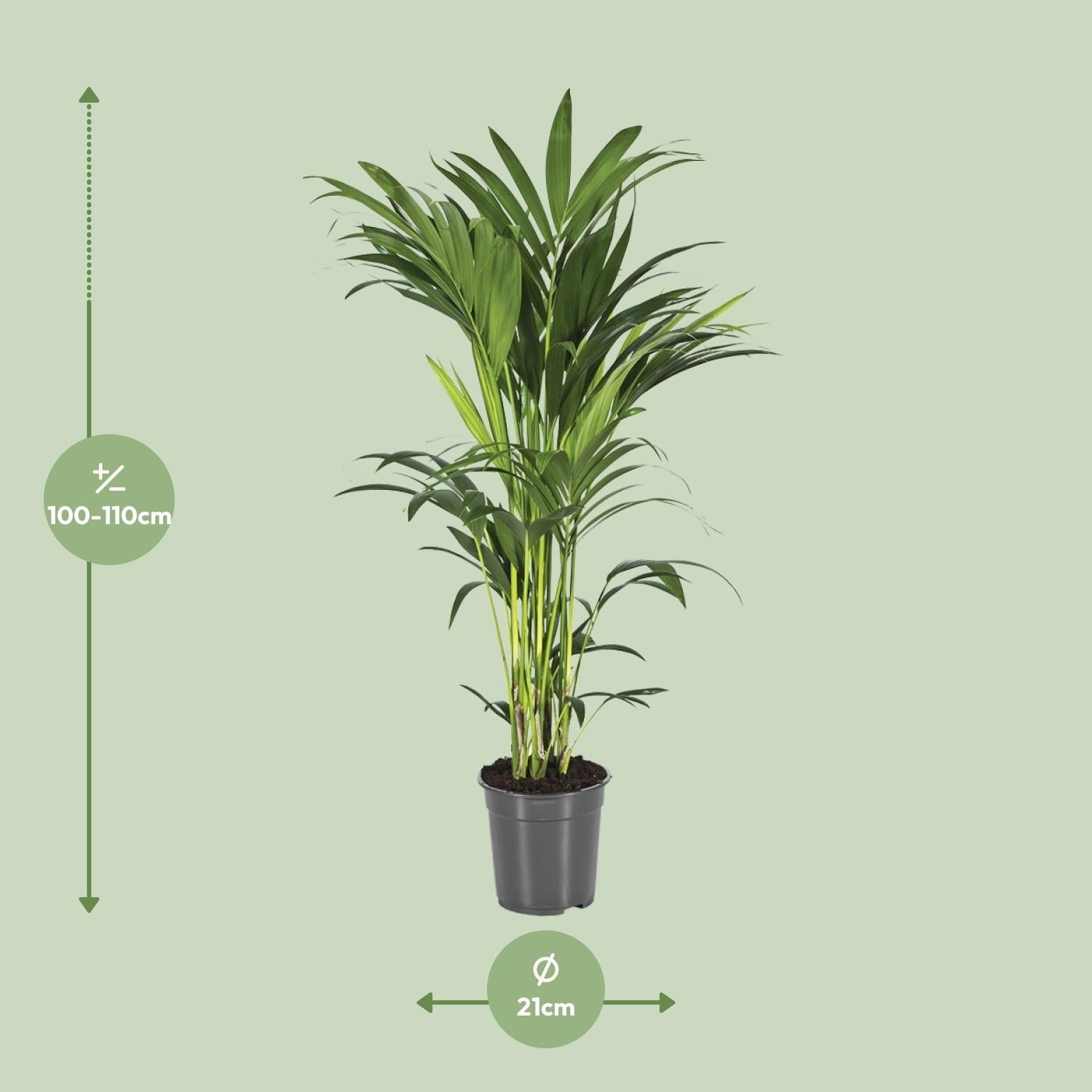 green-guardia-unsere-pflanzen-howea-kentia-palme-110cm-21cm-topf image 2