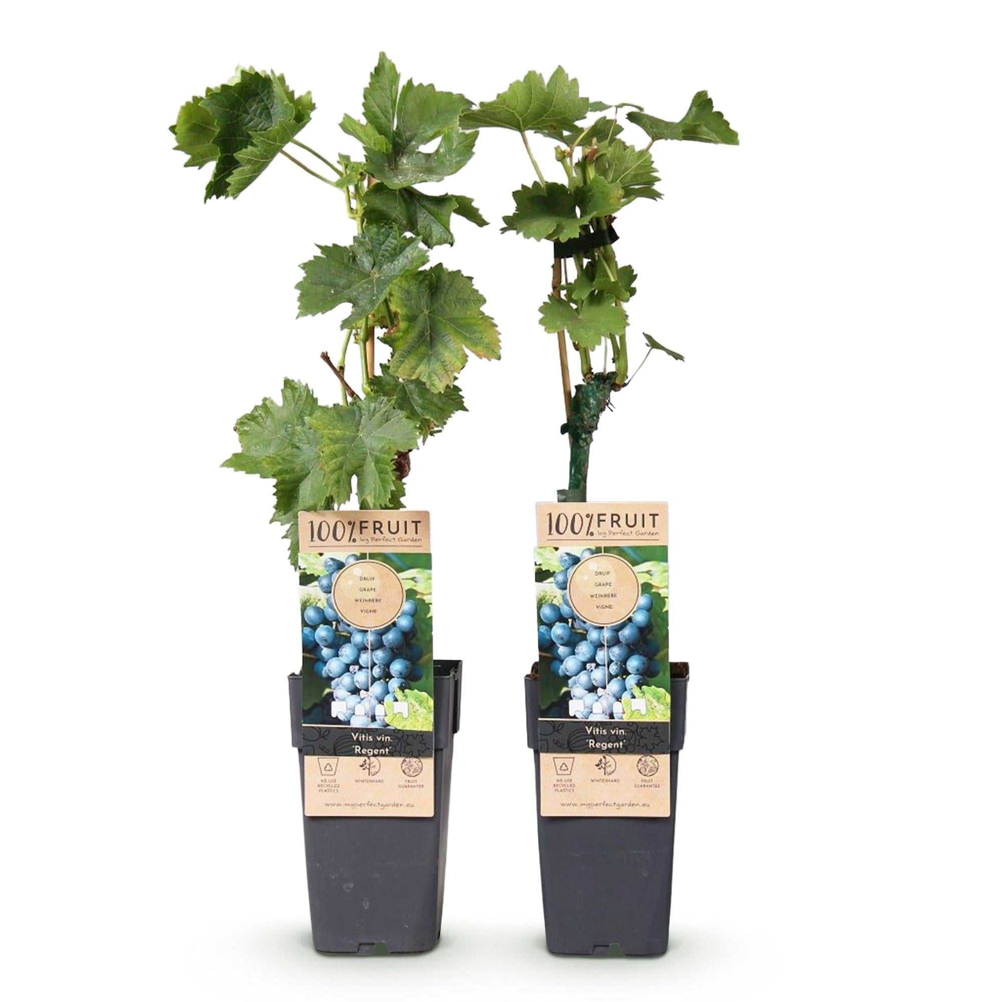 green-guardia-unsere-pflanzen-regent-blaue-traube-obstpflanze-2er-set-winterhart image 2