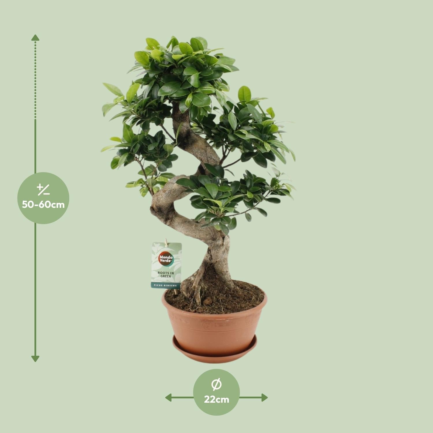 green-guardia-ficus-ginseng-bonsai-feige-40-70-cm-zimmerpflanze image 4
