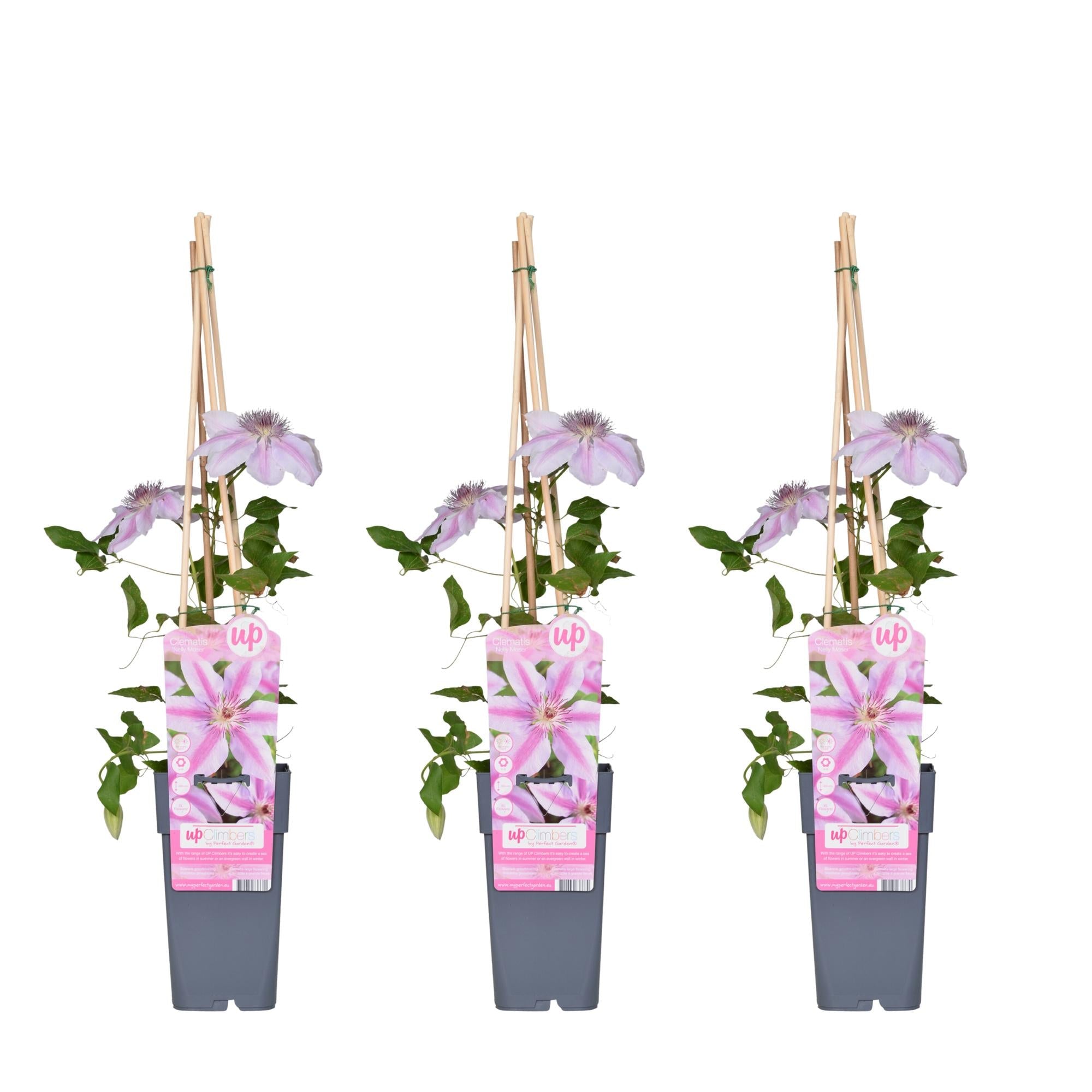 green-guardia-nelly-moser-clematis-kletterpflanze-1-pflanze-hellrosa image 4