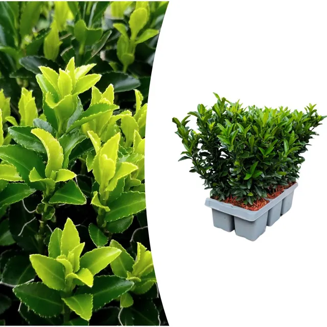 green-guardia-euonymus-green-spire-hecke-immergr-n-6er-pack image 1