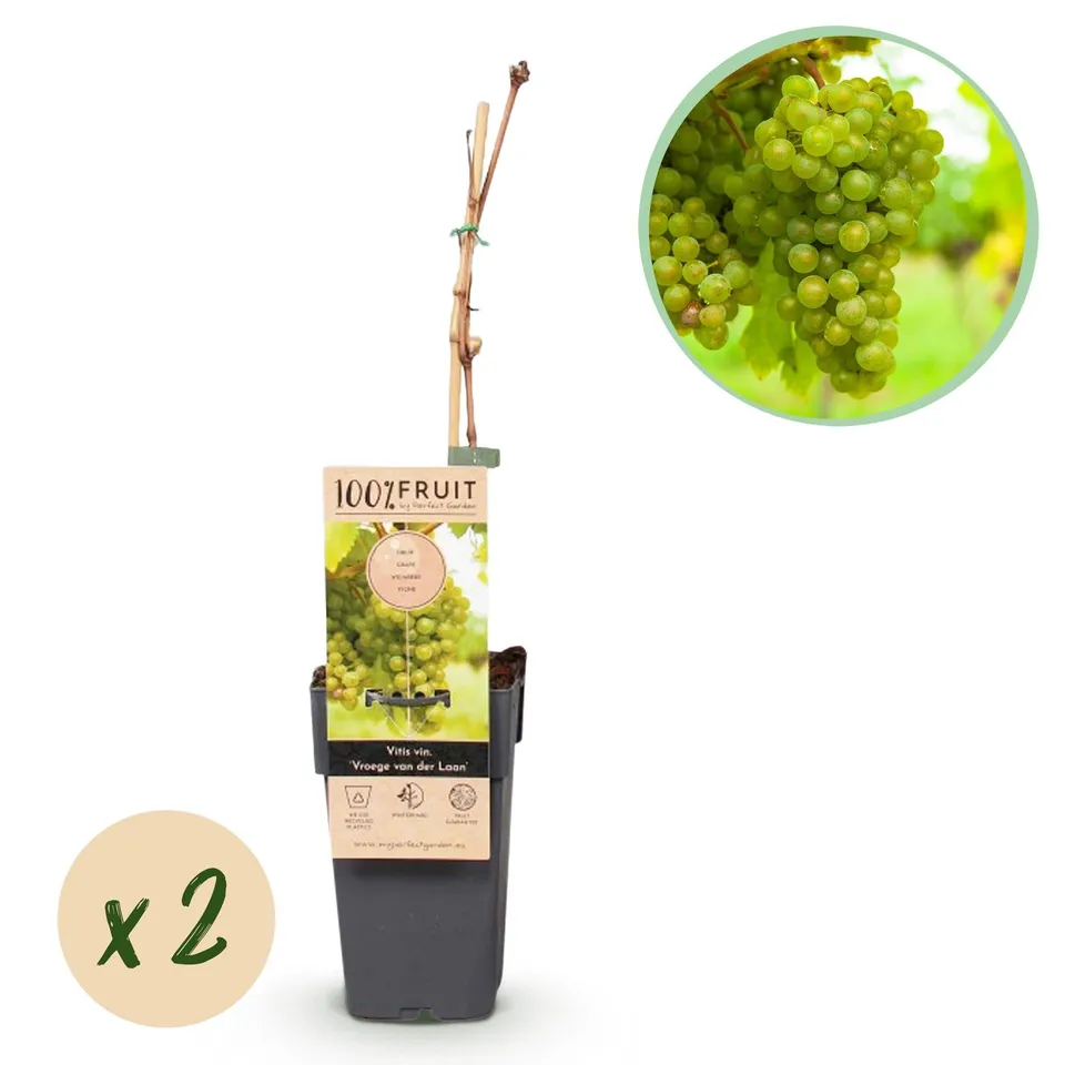 green-guardia-weintraube-fr-hzeit-von-der-laan-2-pflanzen-50-cm image 1