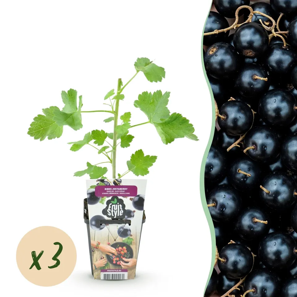 green-guardia-unsere-pflanzen-jostabeere-ribes-9-cm-topf-beeren image 1