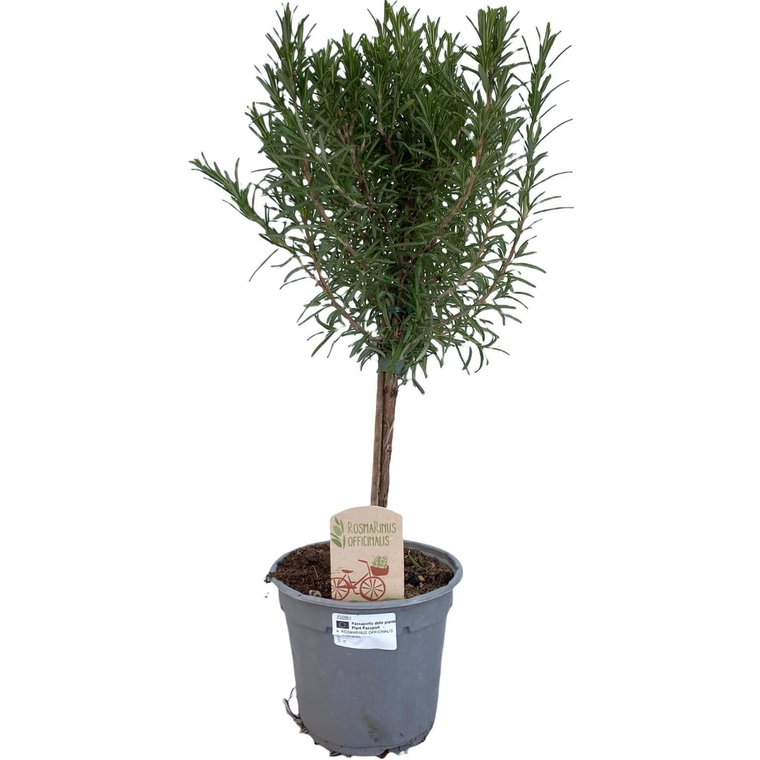 green-guardia-rosmarin-op-stam-hochst-mmchen-14cm-45cm image 1