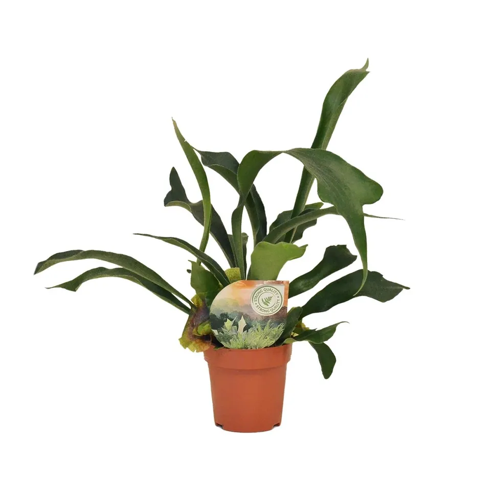 green-guardia-unsere-pflanzen-hirschgeweihfarn-platycerium-35cm image 1