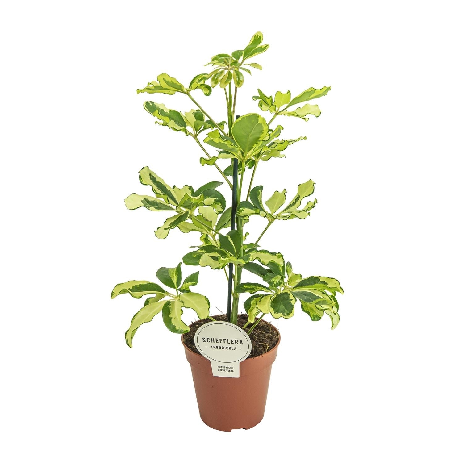 green-guardia-charlotte-schefflera-strahlenaralie-45-cm image 1