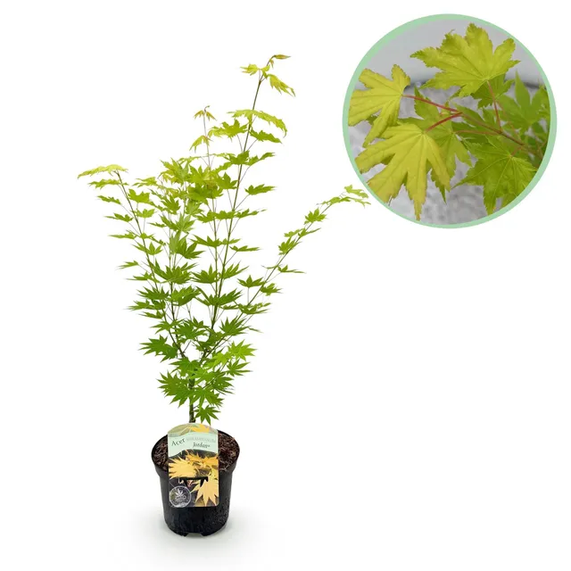 green-guardia-acer-palmatum-jordan-ahorn-19cm-topf-70cm image 1