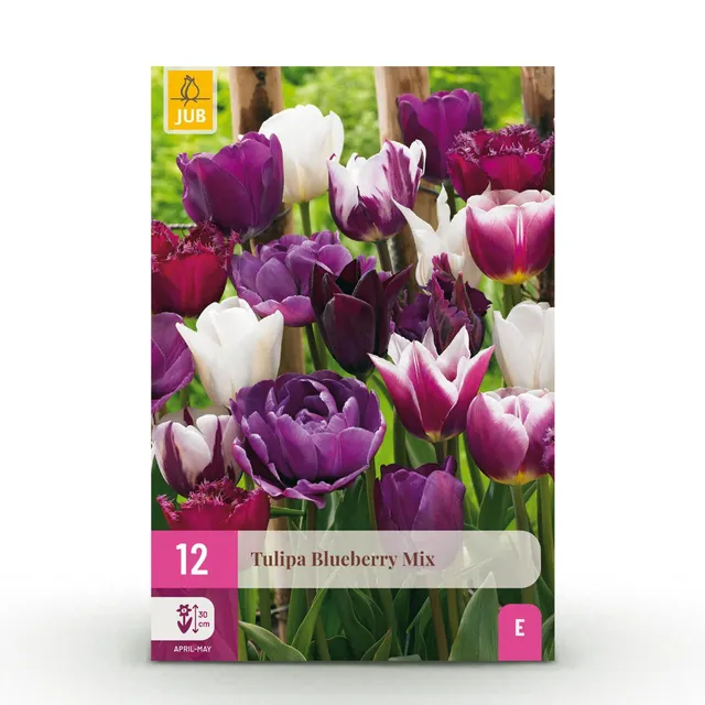 green-guardia-unsere-pflanzen-blueberry-mix-tulpe-12-blumenzwiebeln image 1