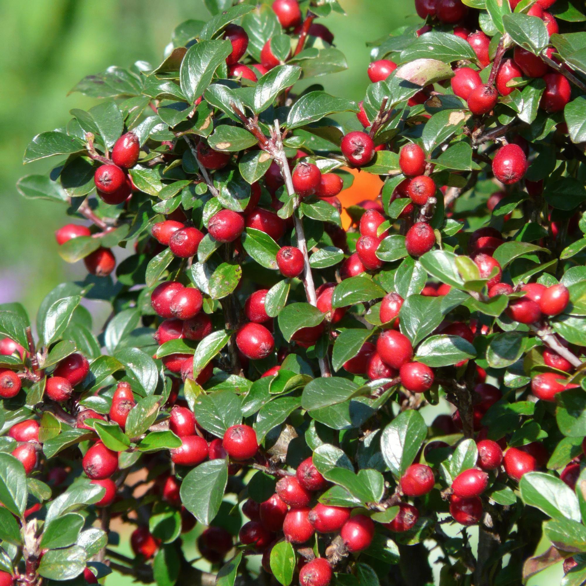 green-guardia-pflanzen-cotoneaster-dammeri-bodendecker-6x-9cm image 5
