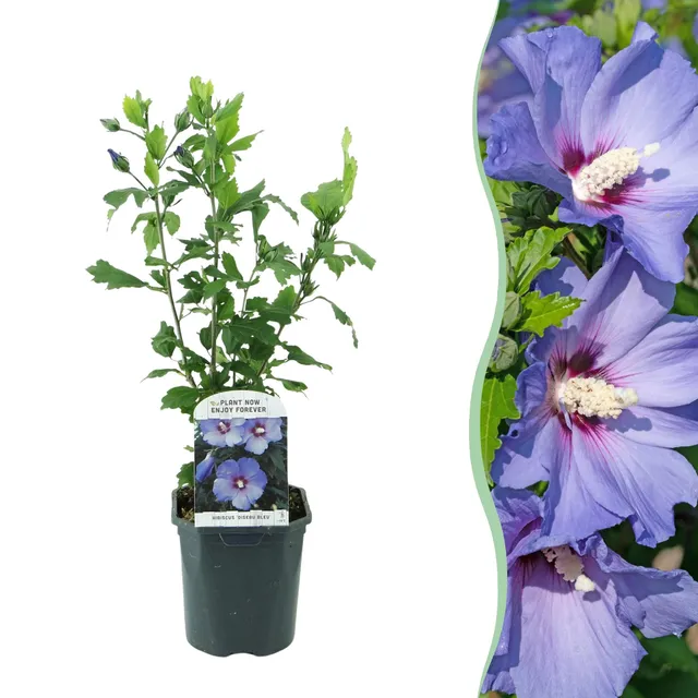 green-guardia-hibiskus-oiseau-blue-gartenstrauch-blau-45-cm-winterhart image 1