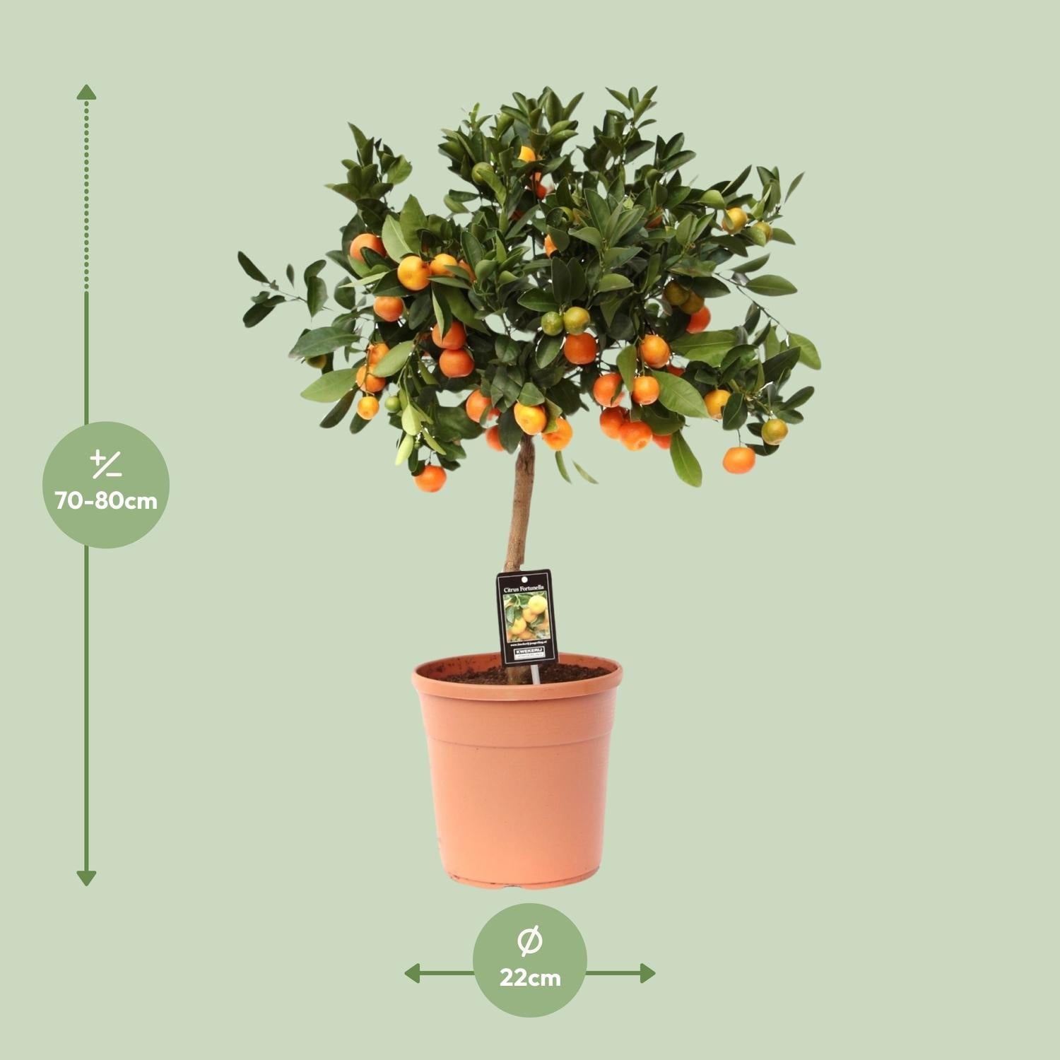 green-guardia-unsere-pflanzen-calamondinorange-zitruspflanze-15cm-40cm image 5