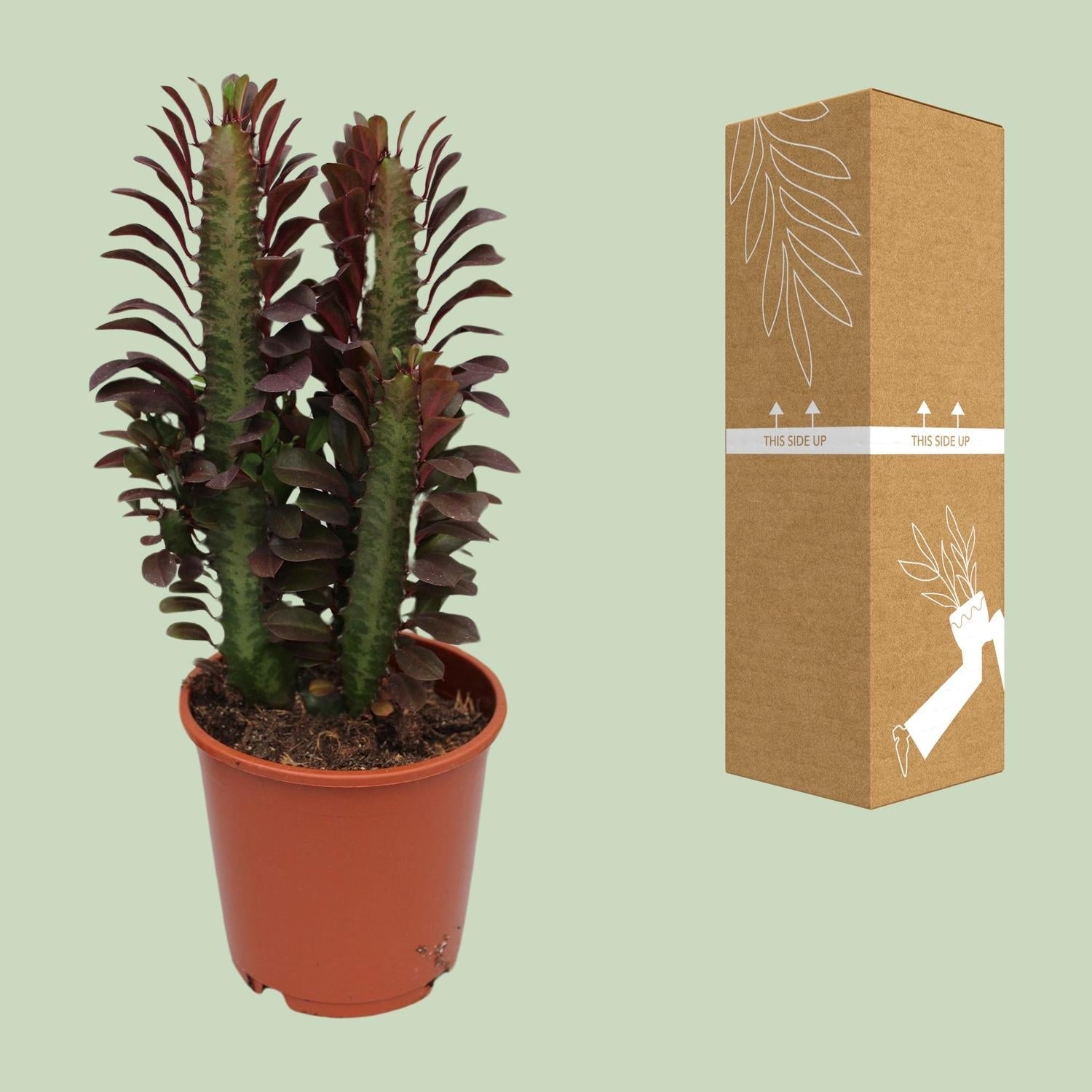 green-guardia-euphorbia-trigona-rubra-milchbaum-40cm-pflegeleicht image 3