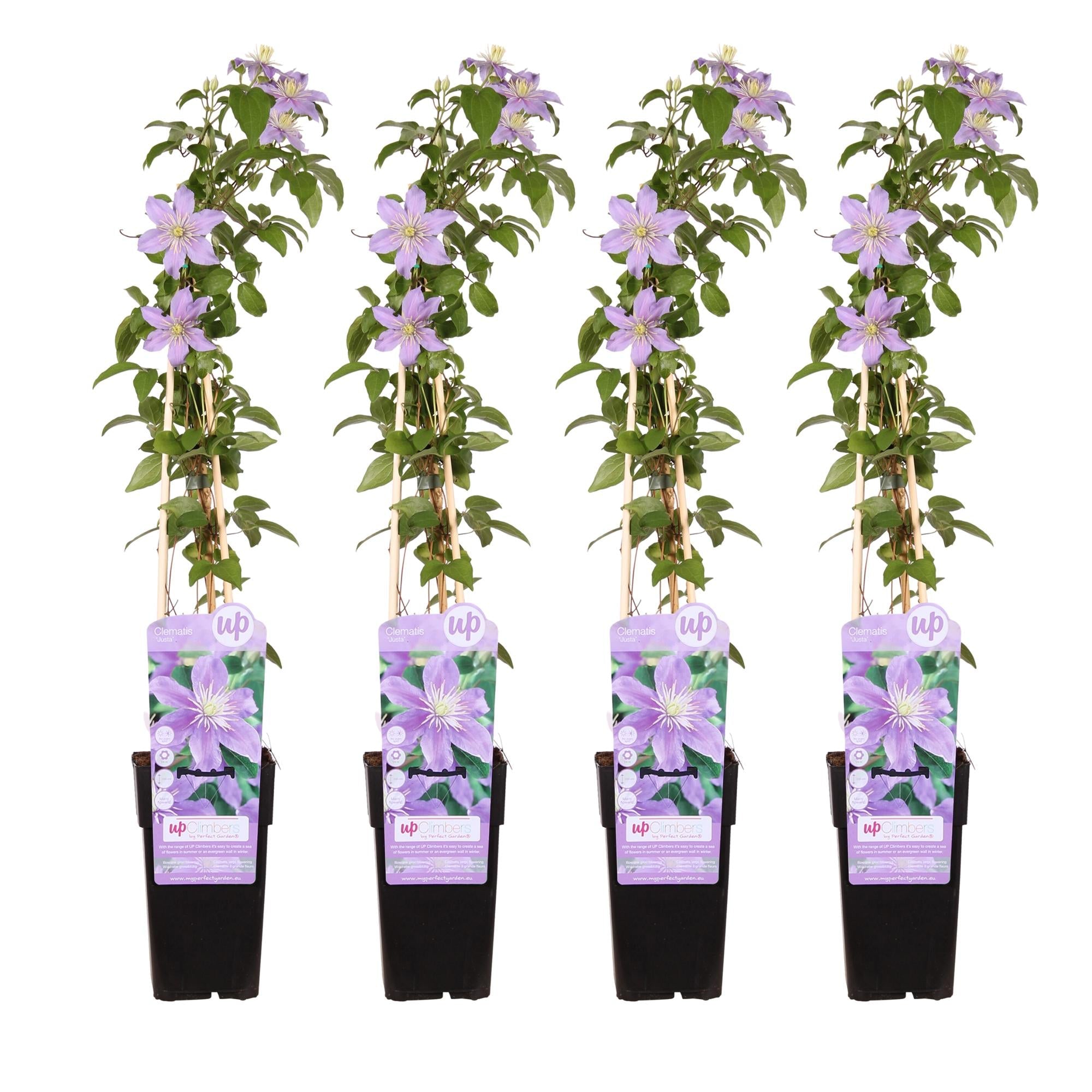 green-guardia-clematis-justa-kletterpflanze-zartviolett image 5