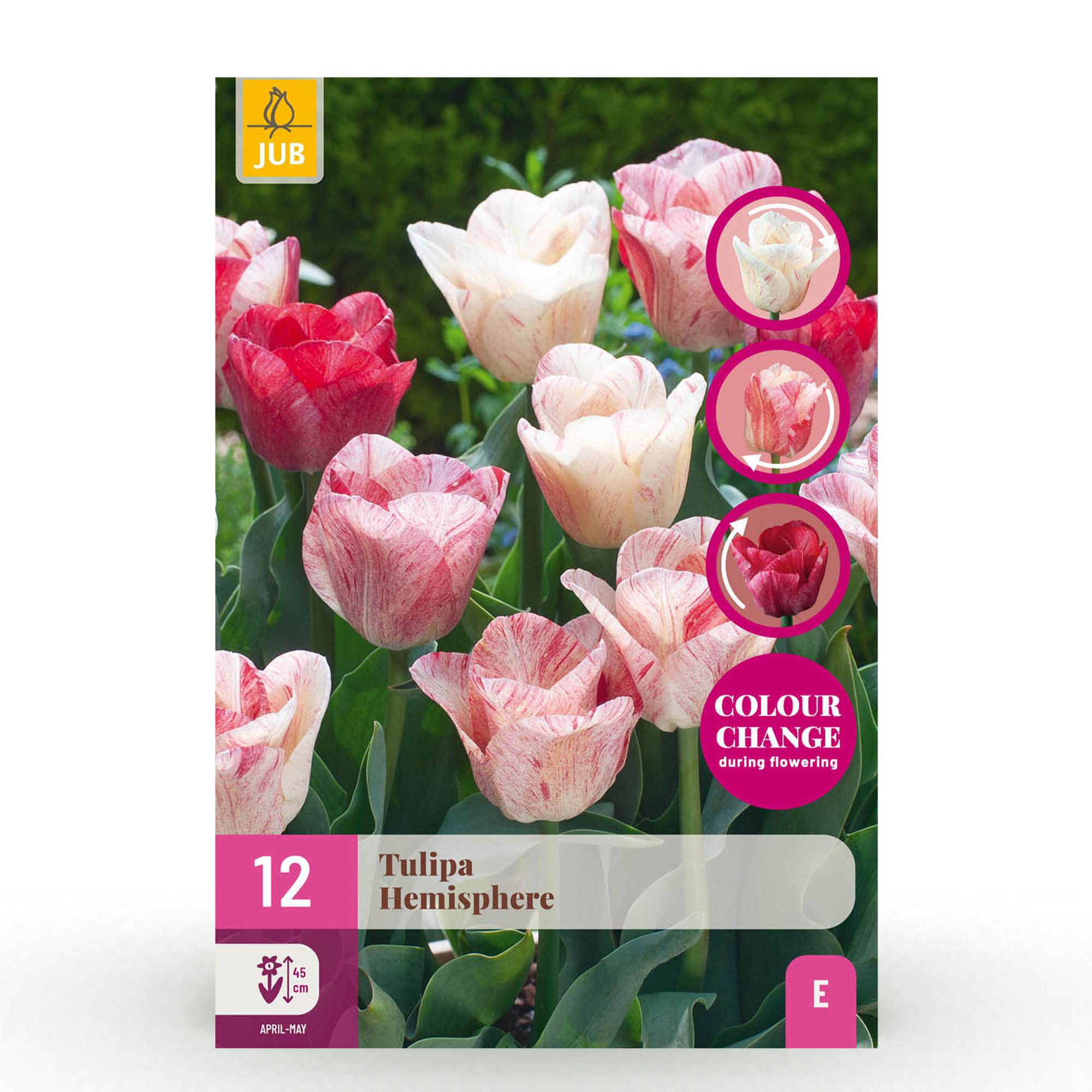 green-guardia-tulpe-hemisphere-mix-blumenzwiebeln-12-st-ck image 1