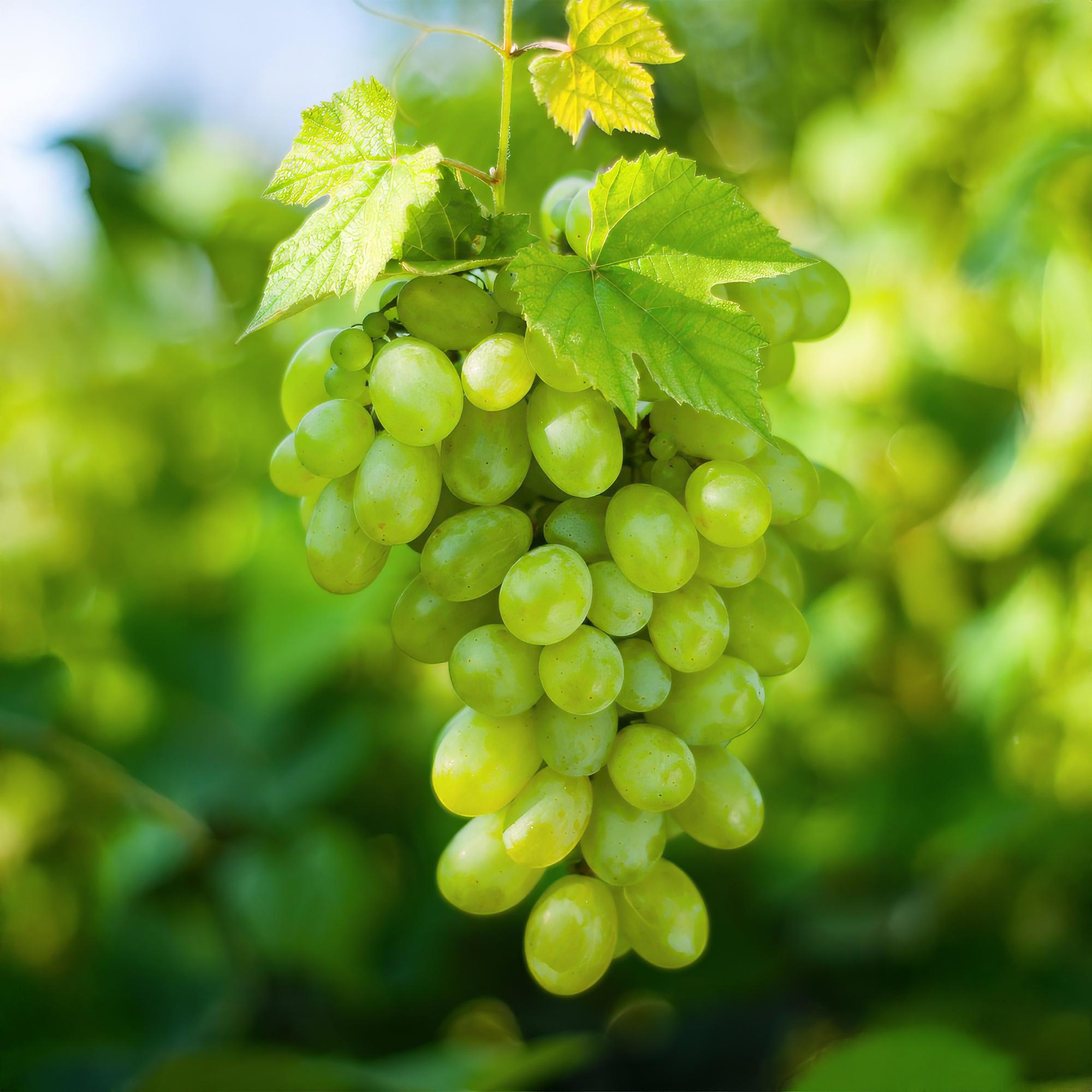 green-guardia-vitis-himrod-tafeltraube-2-pflanzen-15cm-topf image 4