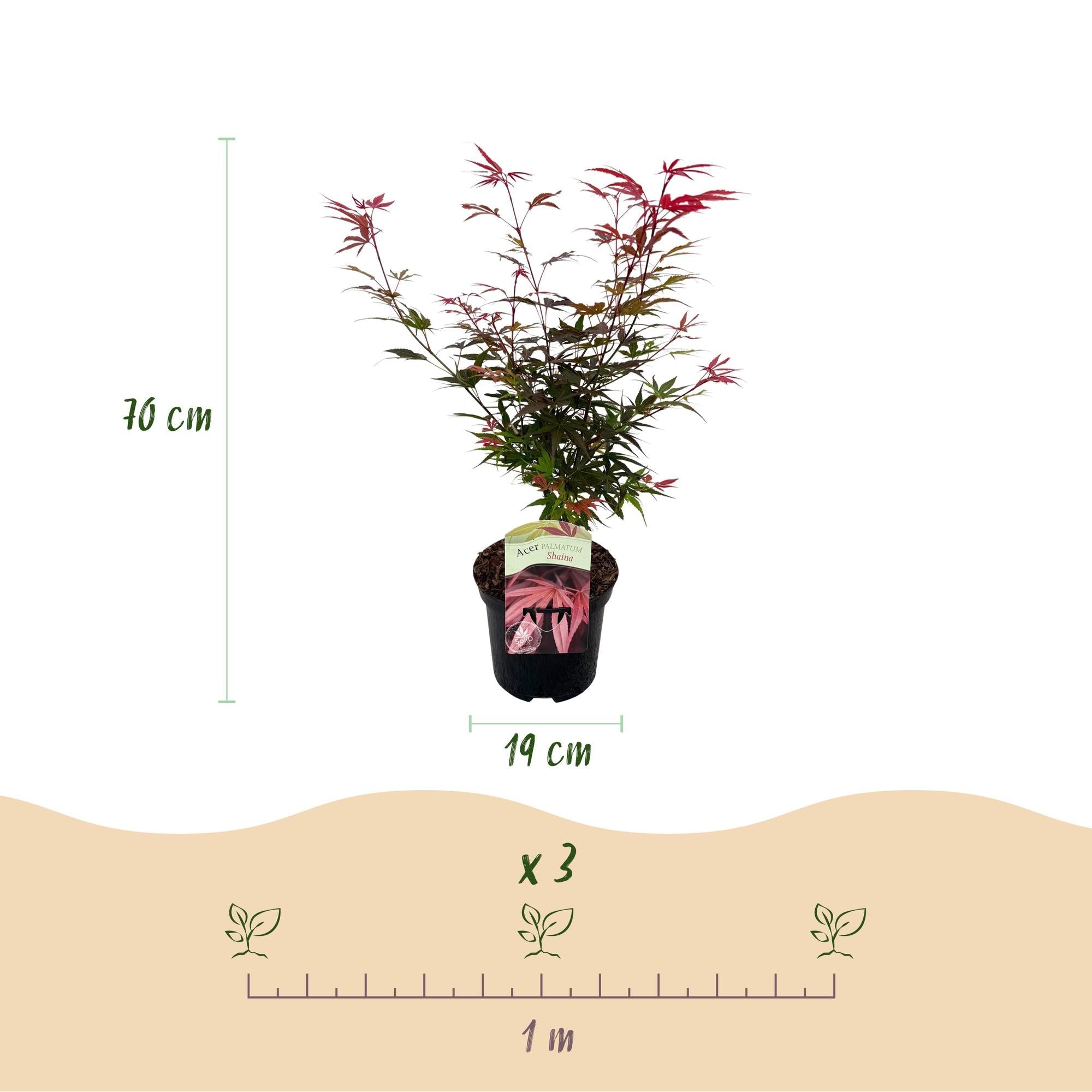 green-guardia-acer-shaina-japanischer-ahorn-19cm-topf-70cm-rot image 2