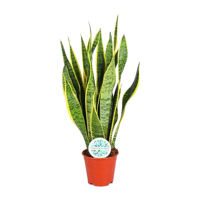green-guardia-sansevieria-trifasciata-laurentii-zimmerpflanze-40cm-pflegeleicht image 1