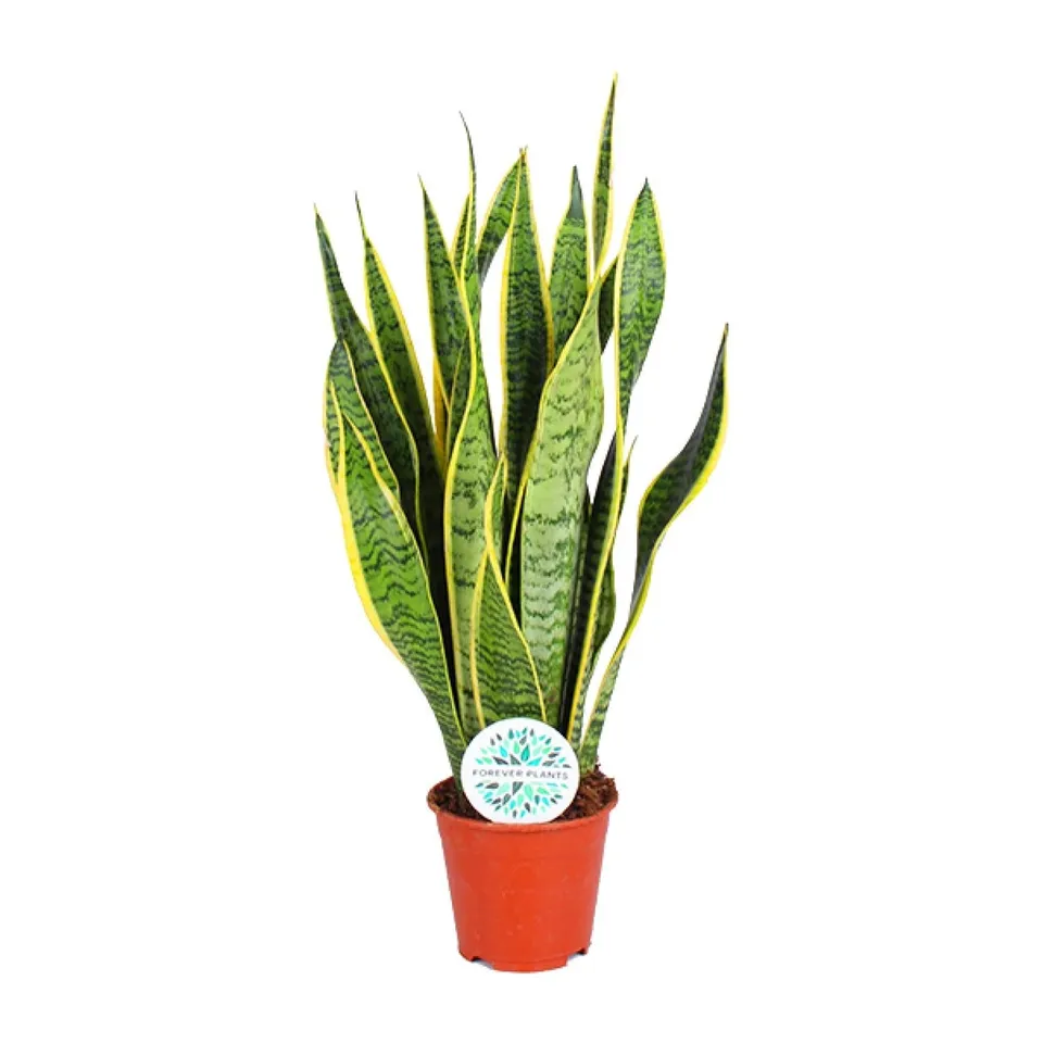 green-guardia-sansevieria-trifasciata-laurentii-zimmerpflanze-40cm-pflegeleicht image 1