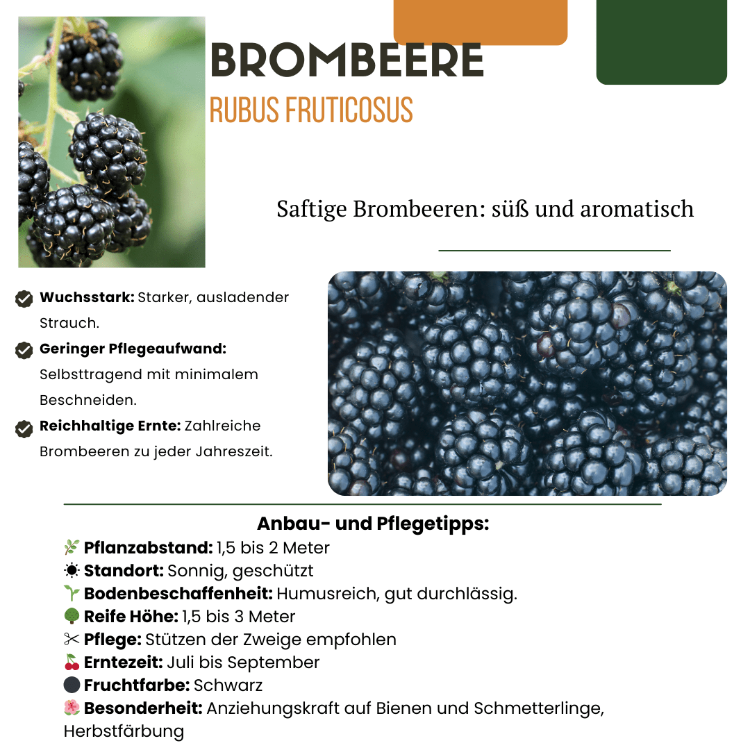 green-guardia-bio-brombeere-obstpflanze-13-cm-topf-20-cm image 2