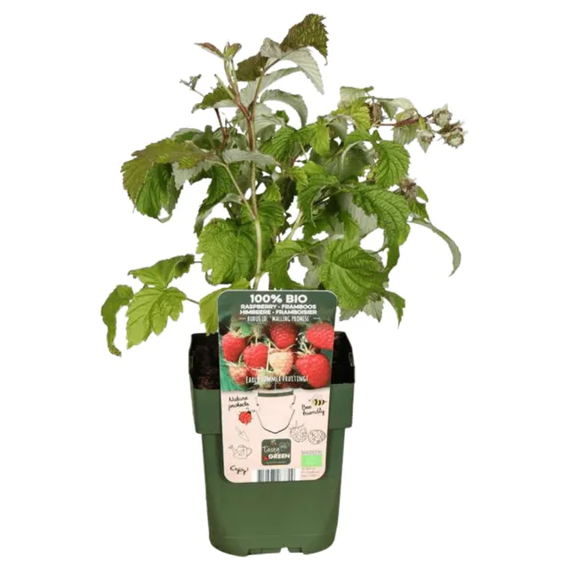green-guardia-bio-himbeere-jungpflanze-3-pflanzen-13-cm image 1