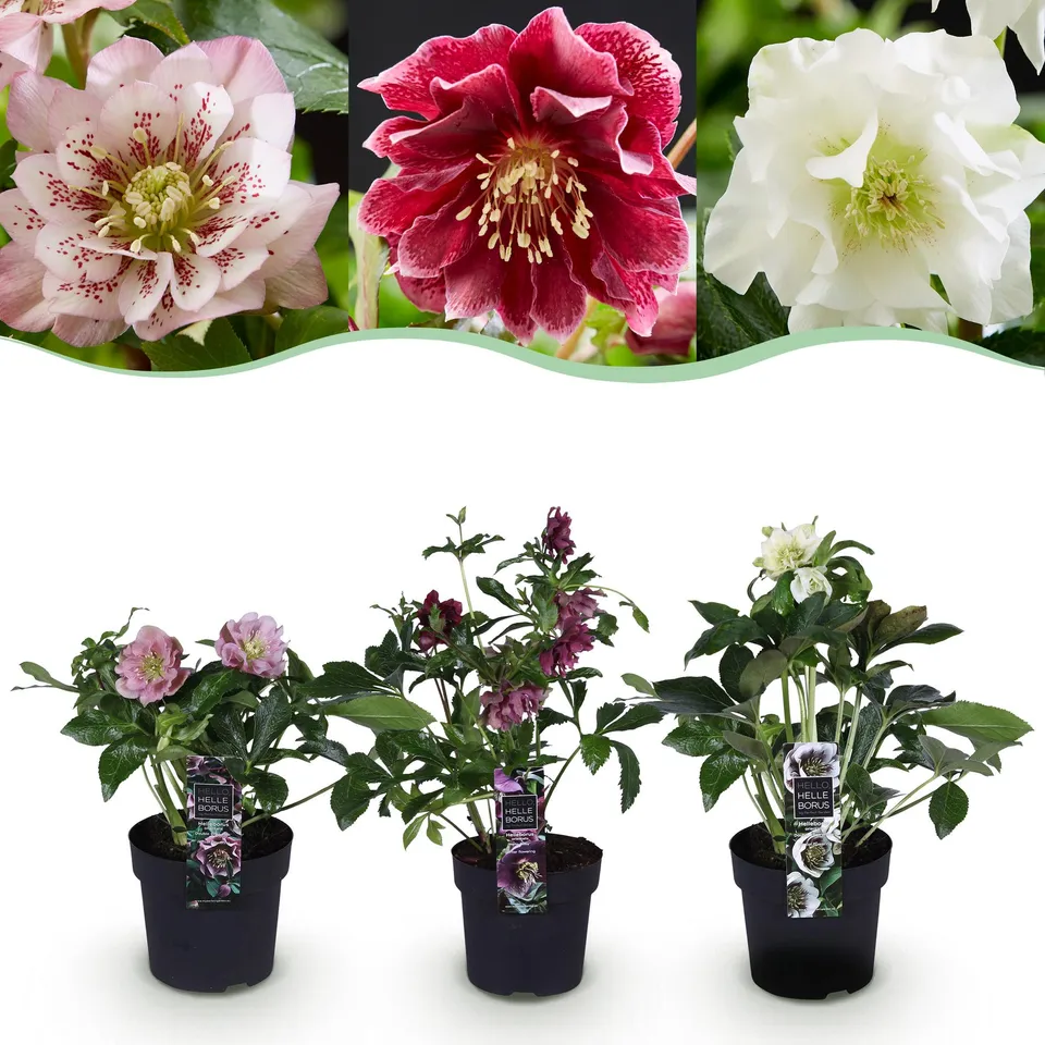 green-guardia-helleborus-double-tricolour-3-pflanzen image 1
