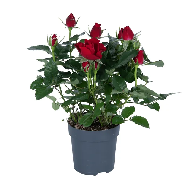 green-guardia-rote-rose-topfrose-17cm-topf-45cm-hoch image 1