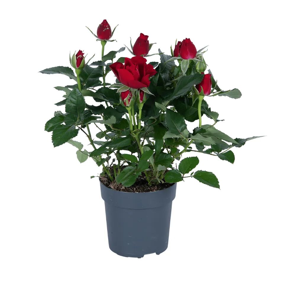 green-guardia-rote-rose-topfrose-17cm-topf-45cm-hoch image 1