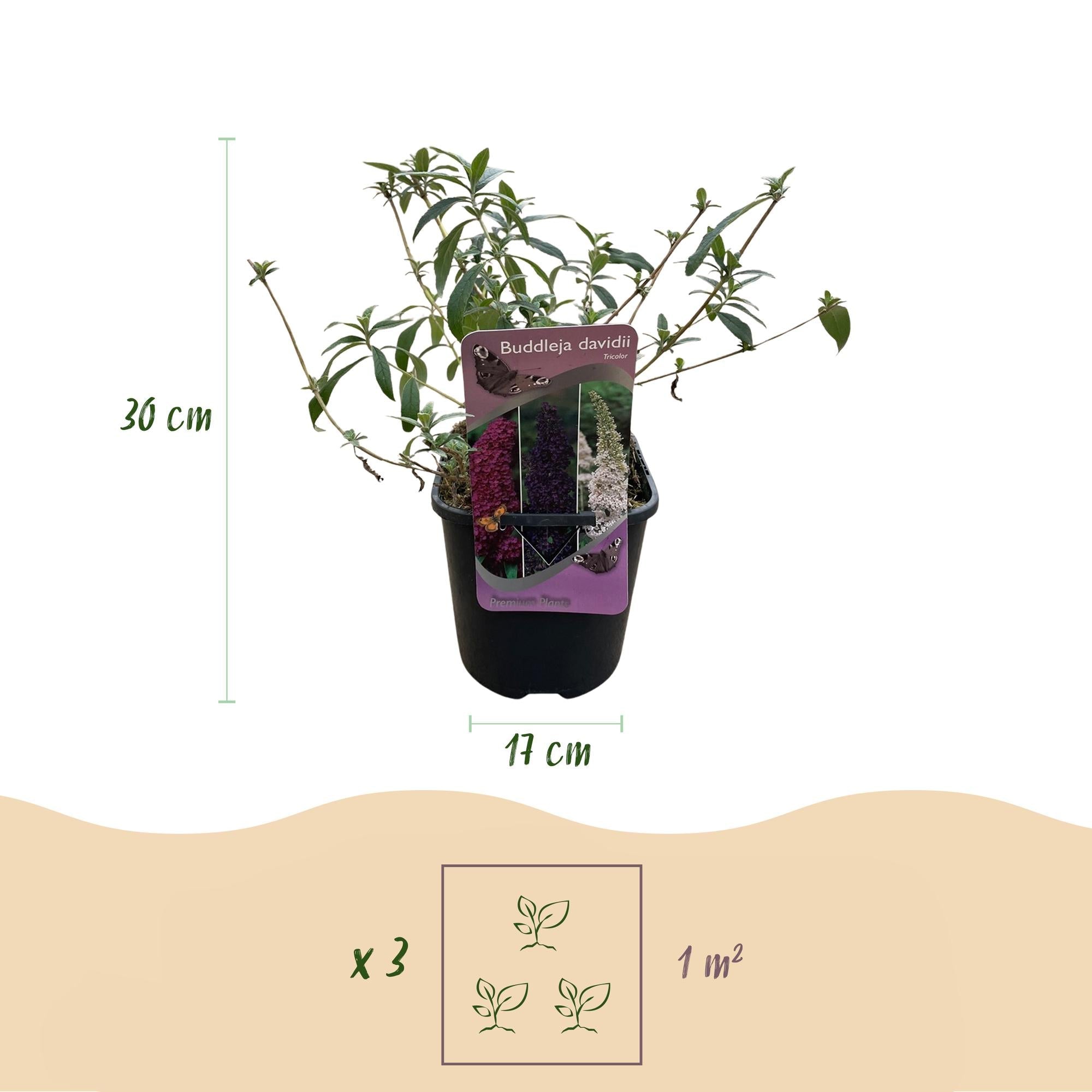 green-guardia-unsere-pflanzen-buddleja-tricolour-strauch-17cm-topf image 2