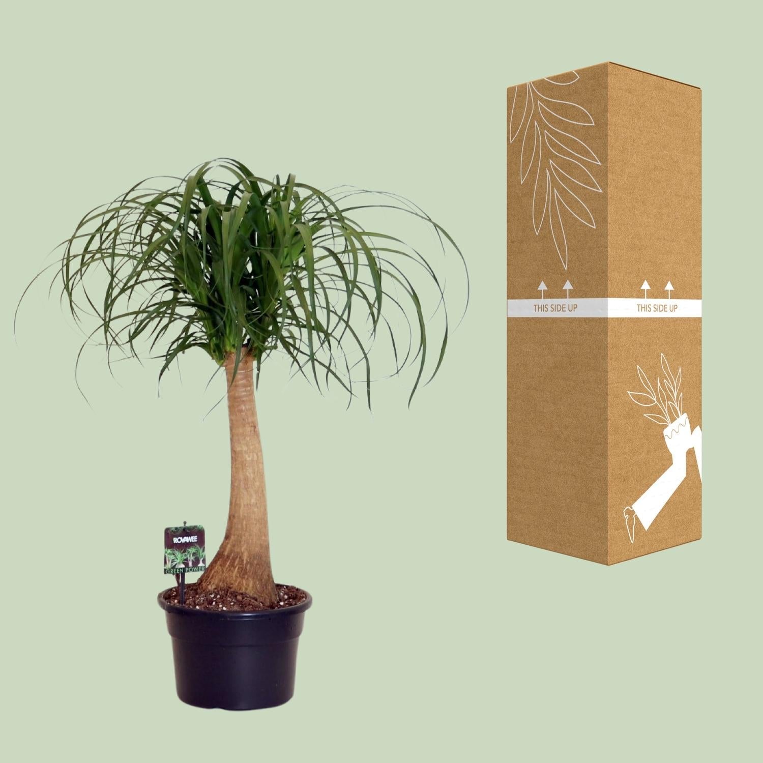 green-guardia-beaucarnea-nolina-elefantenfu-80-cm-pflegeleicht image 3