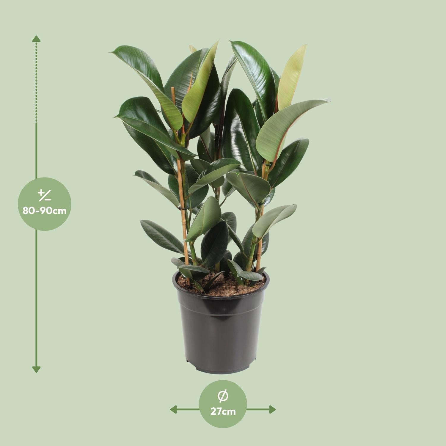 green-guardia-unsere-pflanzen-ficus-elastica-robusta-gummibaum-55cm image 6