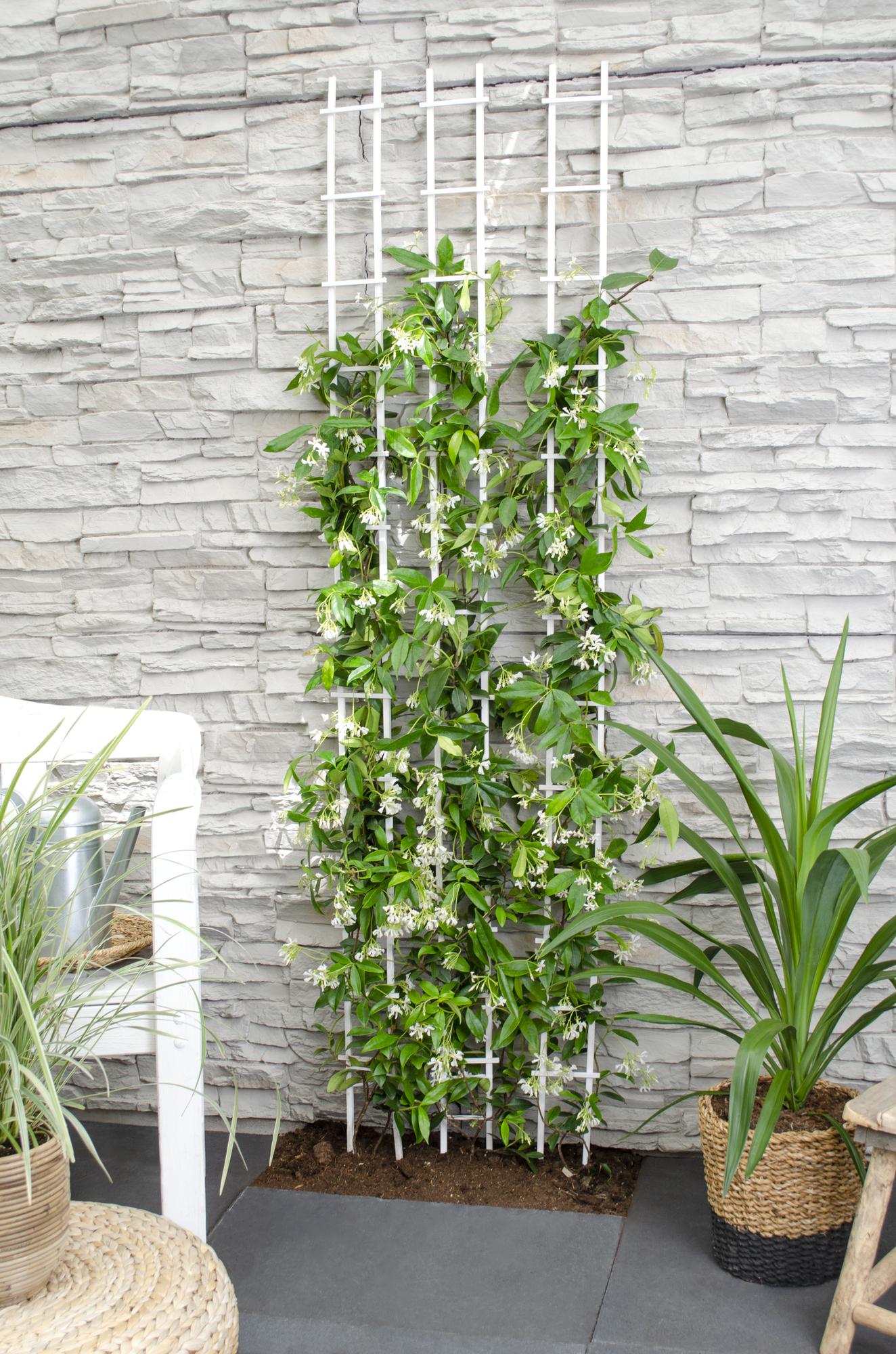 green-guardia-star-of-venice-jasmin-65-cm-15-cm-topf-wei image 1