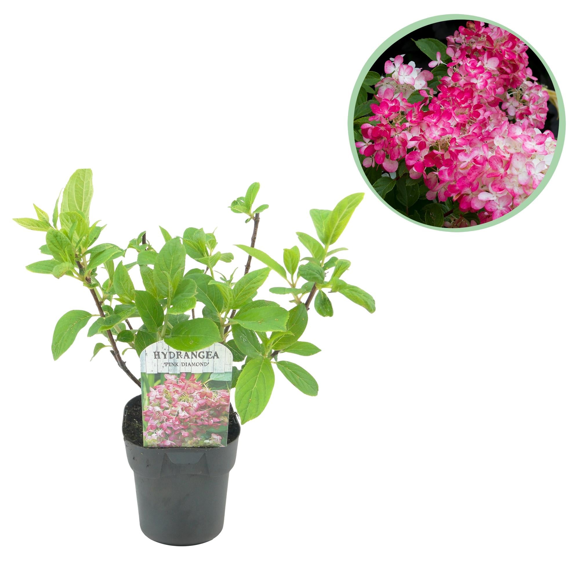 green-guardia-pink-diamond-rispenhortensie-17cm-winterhart image 1