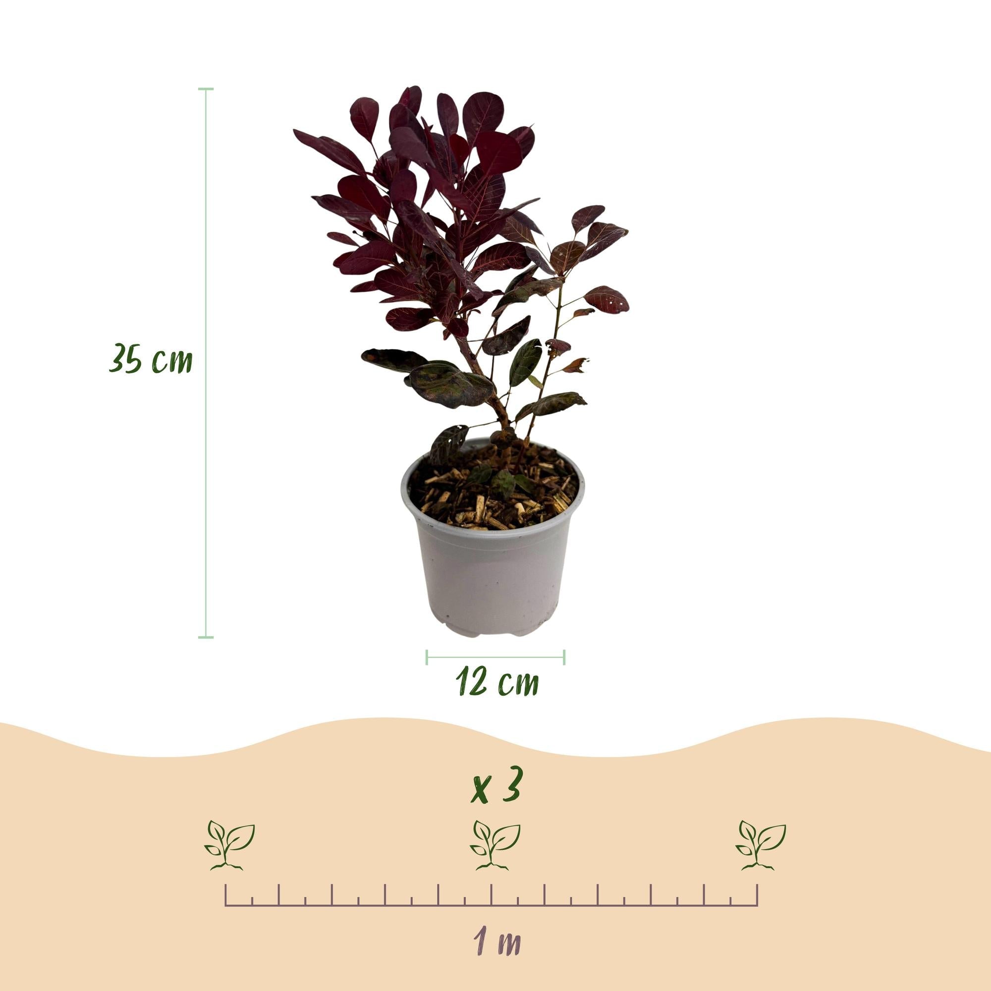 green-guardia-cotinus-lilla-per-ckenstrauch-12cm-topf image 2