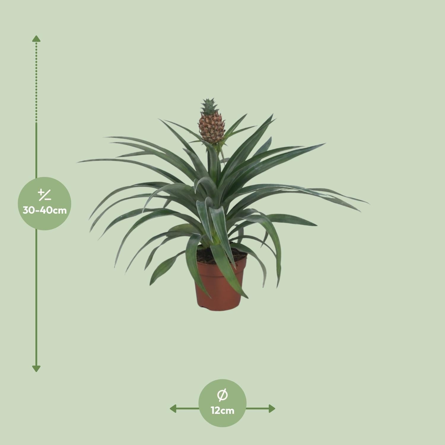 green-guardia-ananas-mi-amigo-12cm-topf-zierananas-40cm image 2