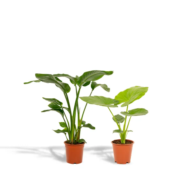 green-guardia-strelitzia-alocasia-paradiesvogelblume-2-pflanzen-70cm image 1