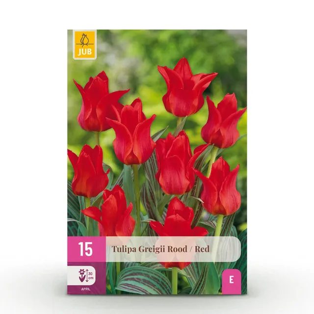 green-guardia-tulpe-greigii-red-blumenzwiebeln-rot-15-st-ck image 1