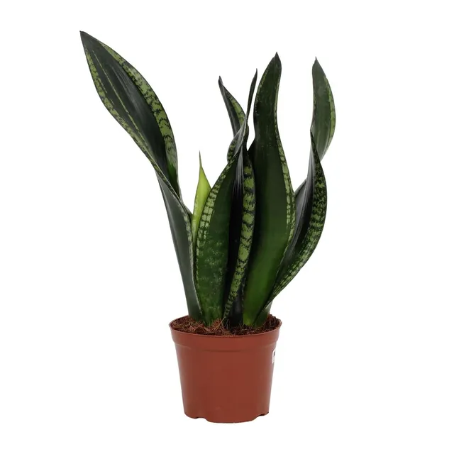 green-guardia-sansevieria-whitney-bogenhanf-12cm-topf-27cm image 1