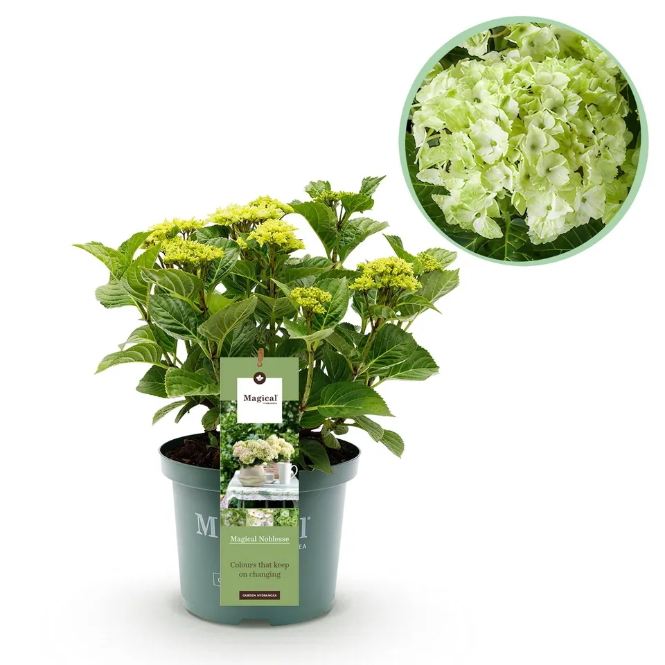 green-guardia-magical-nobless-hortensie-wei-1x-pflanze image 1