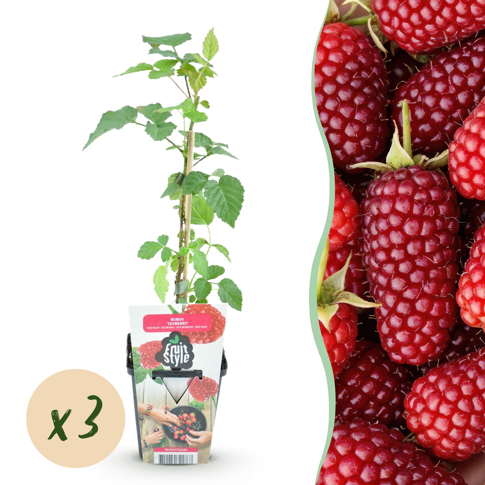 green-guardia-unsere-pflanzen-rubus-tayberry-beerenpflanze-9cm-topf image 1