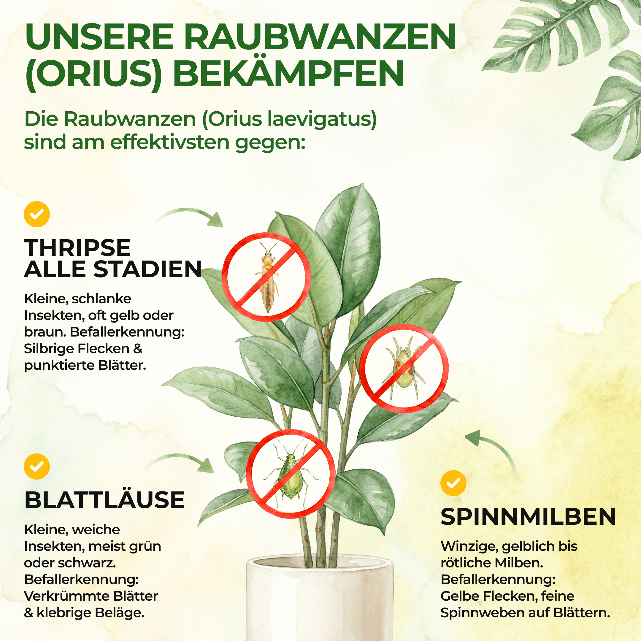 green-guardia-orius-raubwanzen-gegen-thripse-30-n-tzlinge image 2