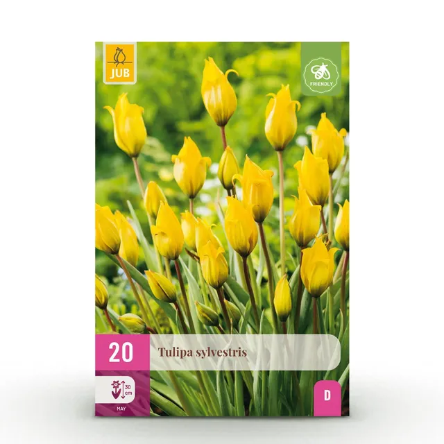 green-guardia-unsere-pflanzen-tulipa-sylvestris-blumenzwiebeln-20-st-ck image 1