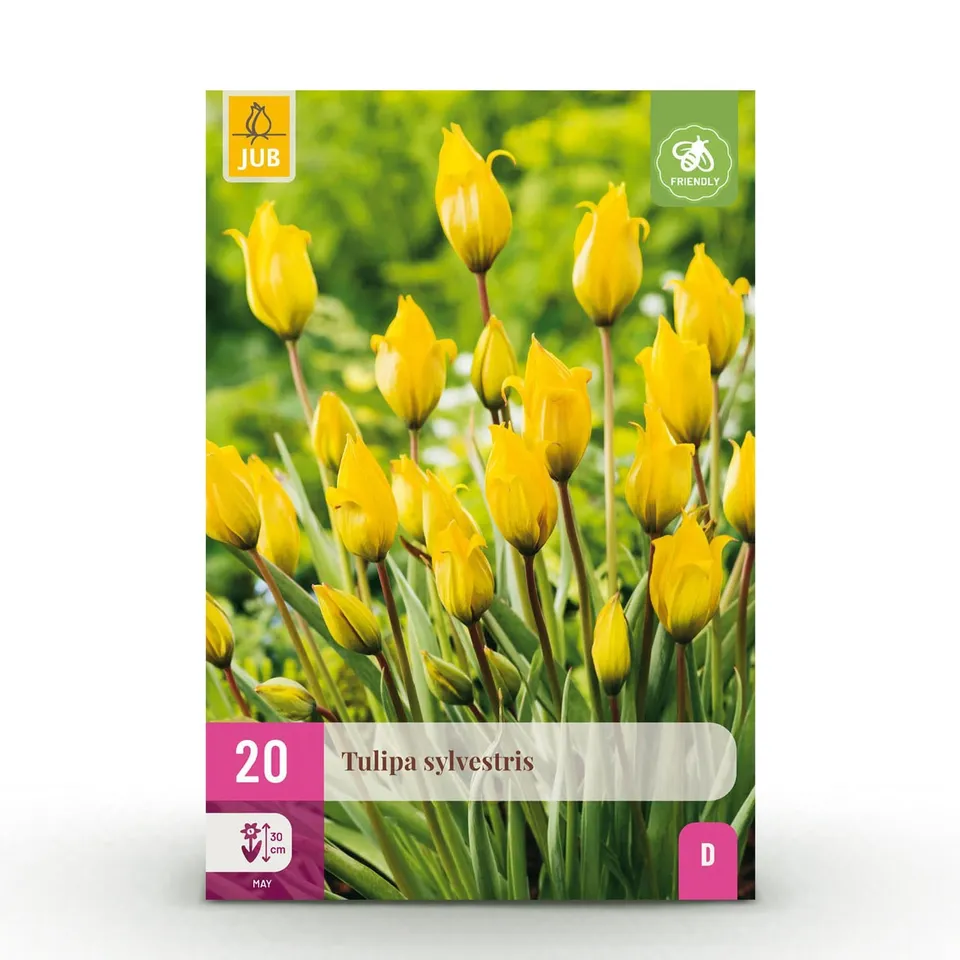 green-guardia-unsere-pflanzen-tulipa-sylvestris-blumenzwiebeln-20-st-ck image 1