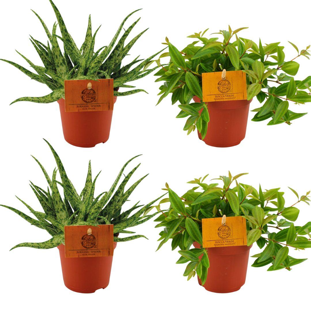 green-guardia-pflanzen-aloe-spider-peperomia-set-4x-10-5cm image 1
