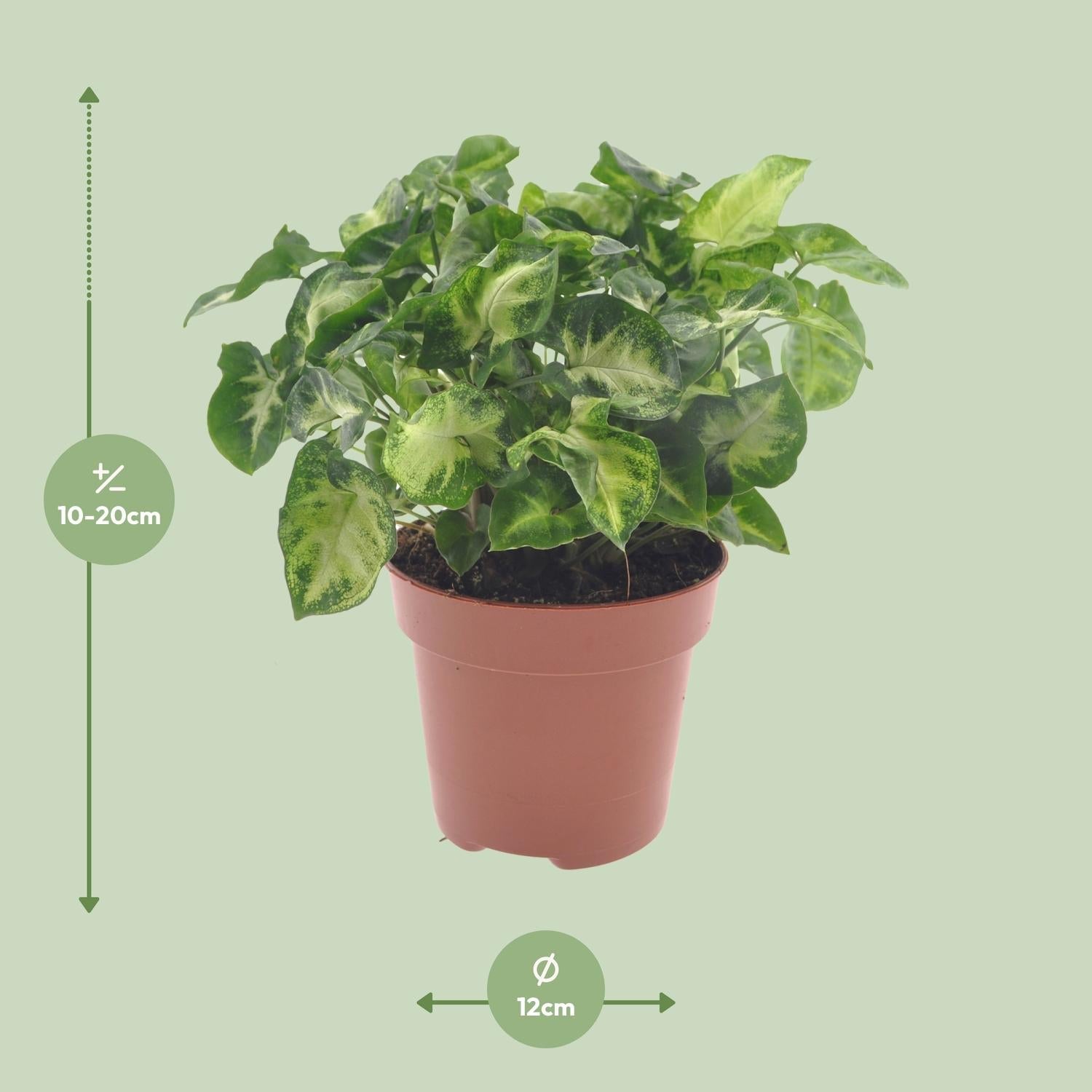 green-guardia-unsere-pflanzen-syngonium-pixie-20-30cm-purpurtute image 2