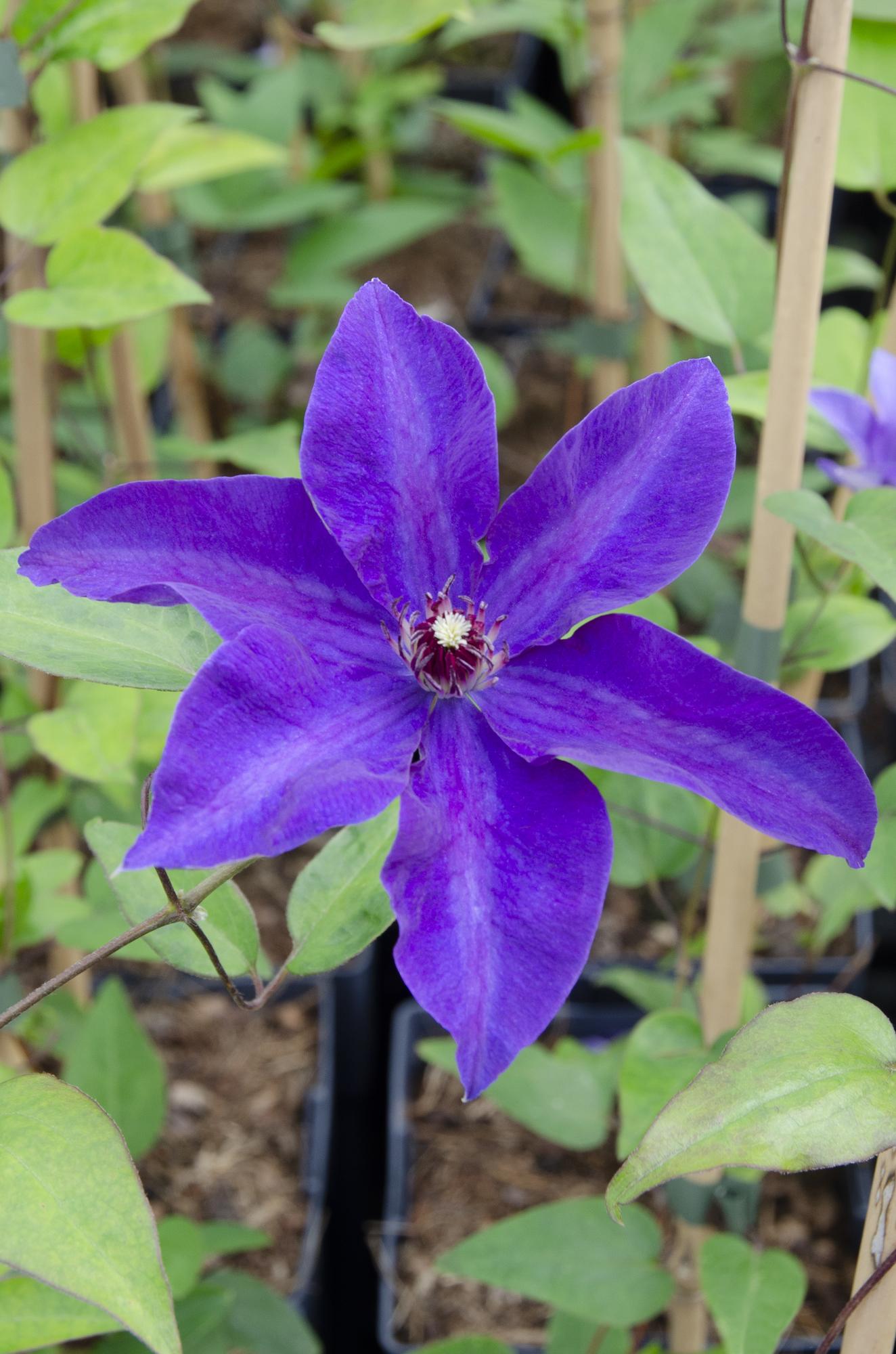 green-guardia-the-president-clematis-1x-lila-bl-te-65-cm image 2