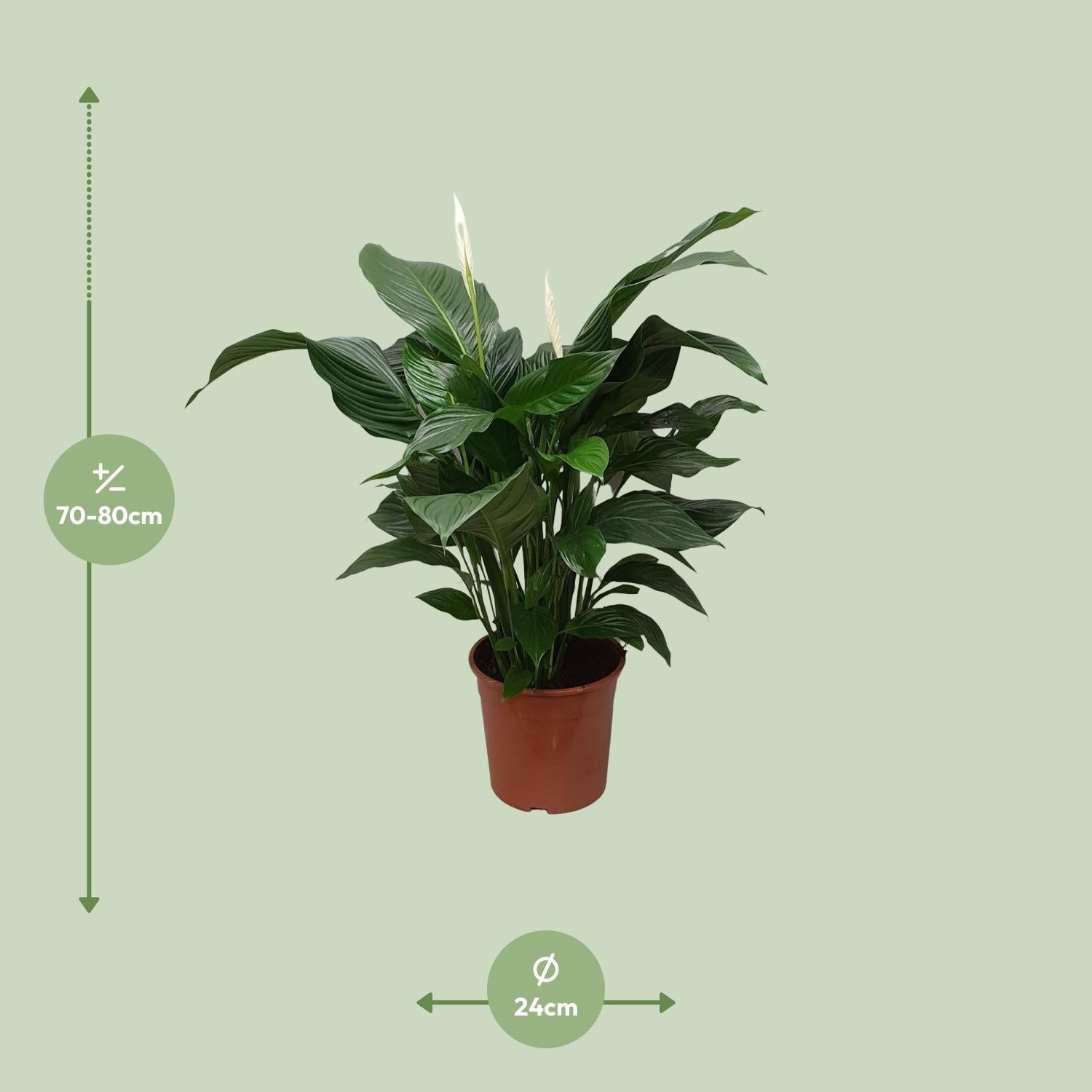 green-guardia-spathiphyllum-vivaldi-friedenslilie-70cm image 6