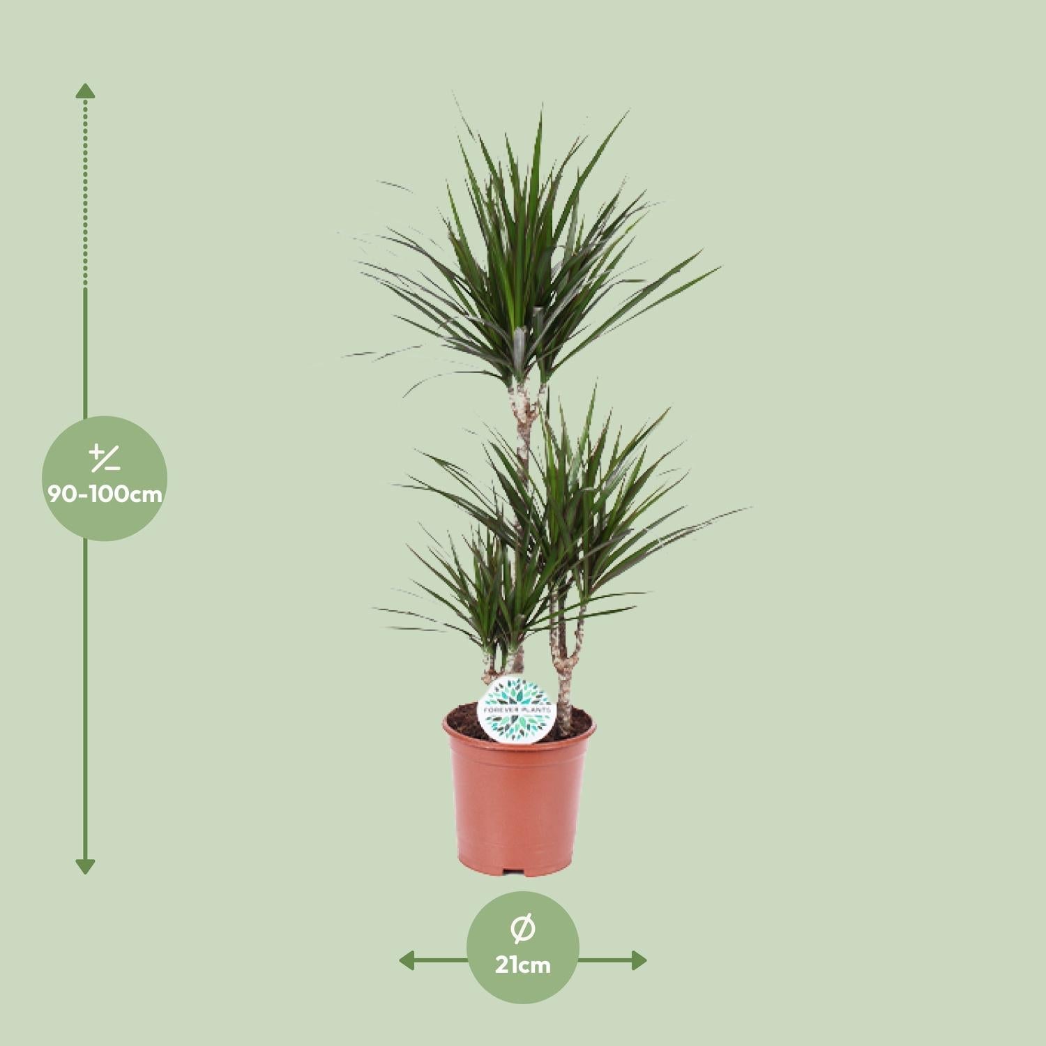 green-guardia-dracaena-marginata-drachenbaum-55-cm-pflegeleicht image 7