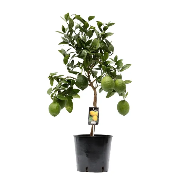 green-guardia-citrus-lemon-zitronenbaum-35-80cm-duft image 1