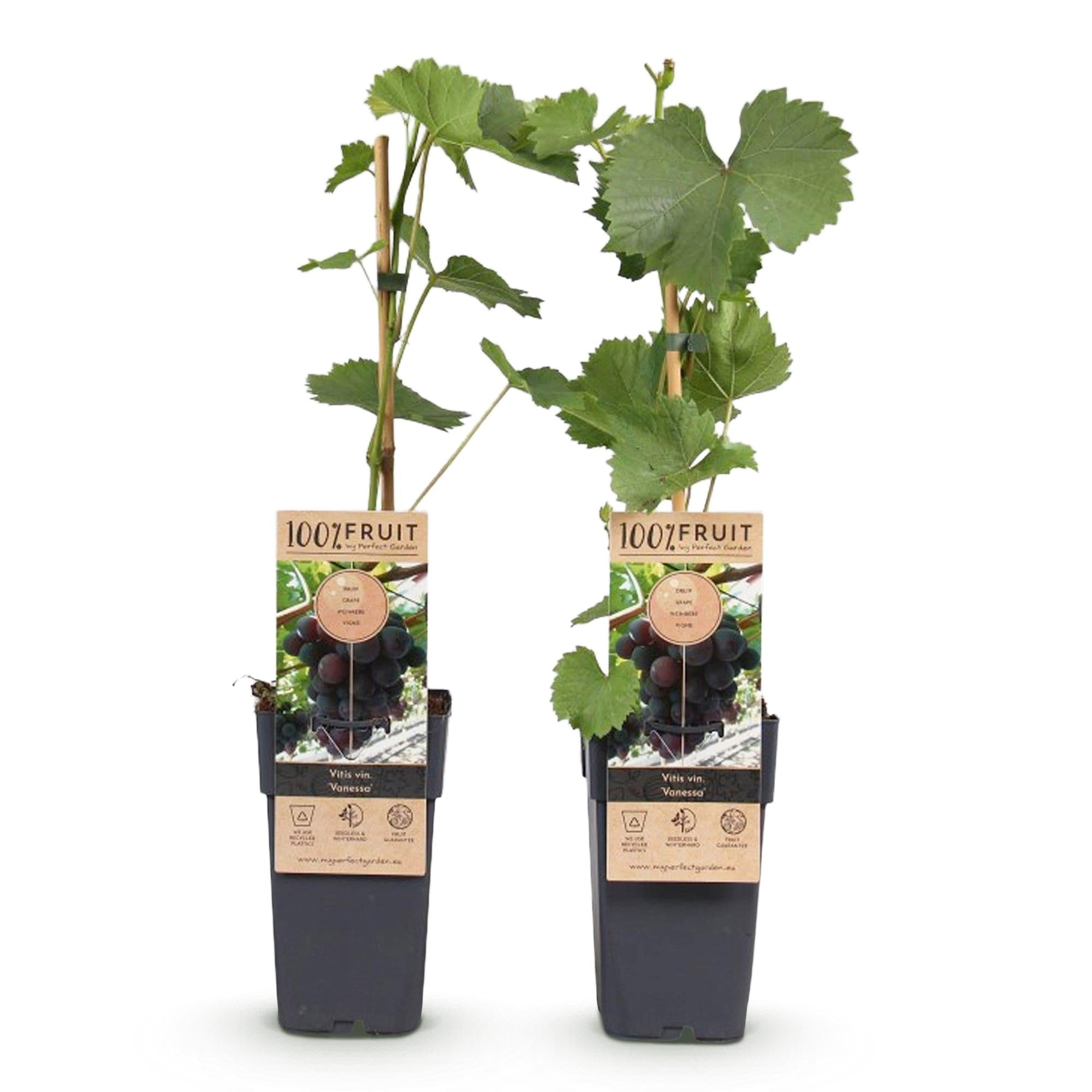 green-guardia-unsere-pflanzen-vitis-vanessa-traube-kernlos-2x-lila image 2